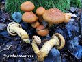 Pholiota squarrosa-amf1450